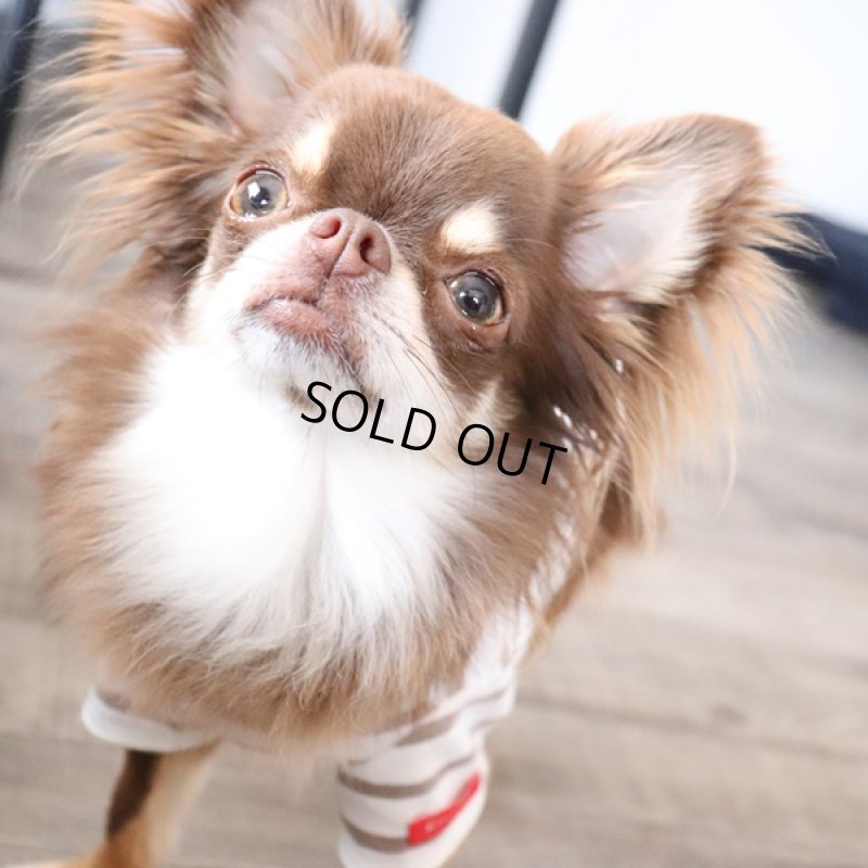 画像3: UVカット生地のTシャツ（モカ×オフホワイト） (3)