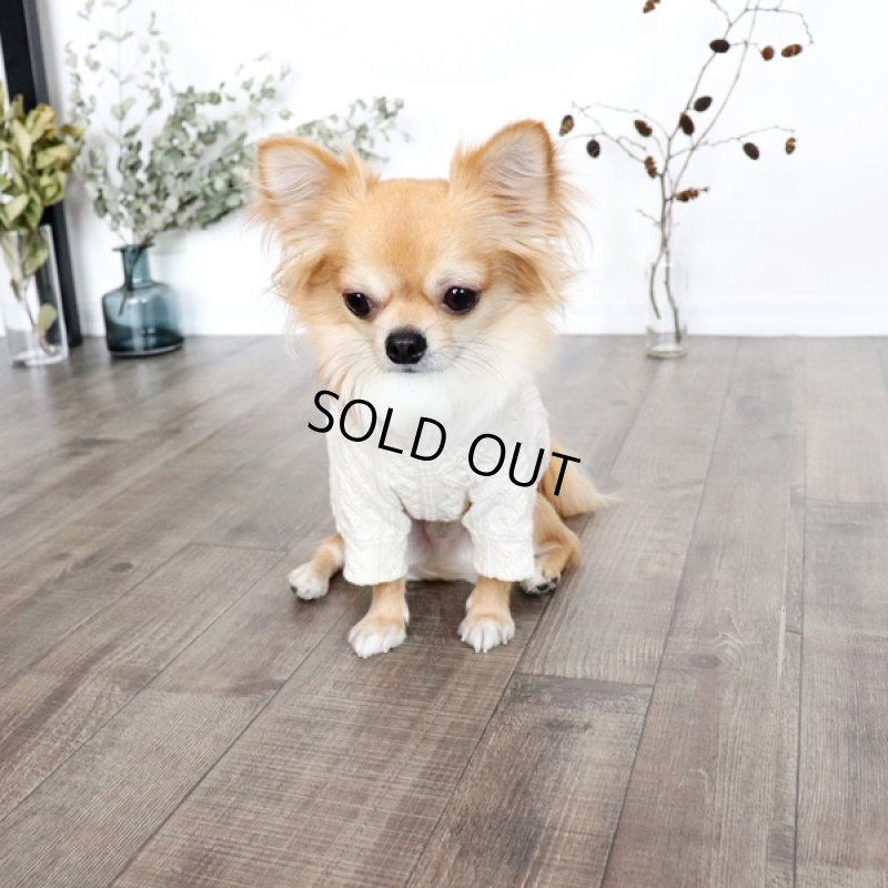 画像3: 【再販売】アランニットのハイネックカットソー（生成り） (3)