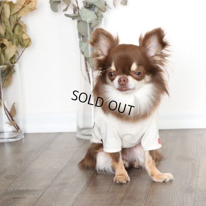 画像5: カモフラポケットつきカットソー（生成り×グリーン） (5)