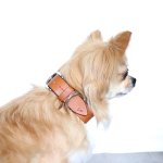 画像10: 【ステッチ_幅2.4cm】お揃いが楽しめるCOLLAR（首輪） 全6色『BLESS LEATHER×キミノフク。』 (10)