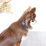 画像7: 【ステッチ_幅1.5cm】お揃いが楽しめるCOLLAR（首輪） 全6色『BLESS LEATHER×キミノフク。』 (7)