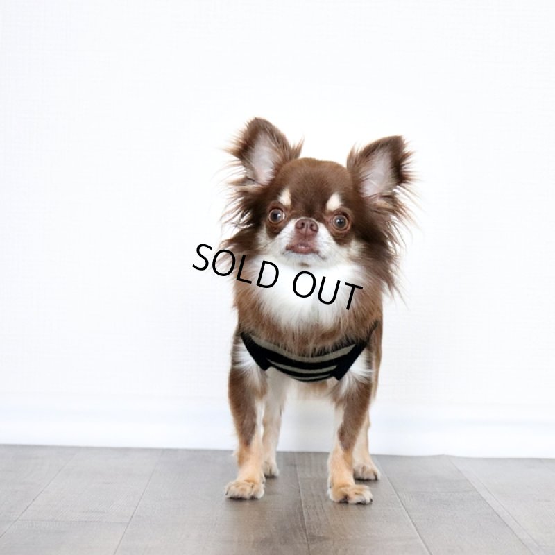 画像3: ボーダータンクトップ(ブラック×ペールモス) (3)