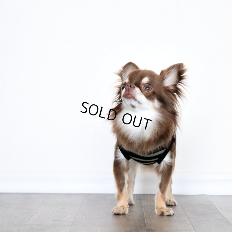 画像4: ボーダータンクトップ(ブラック×ペールモス) (4)