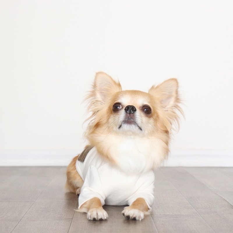 画像6: ヴィレッジニットポケットつきカットソー（生成り×カーキ） (6)