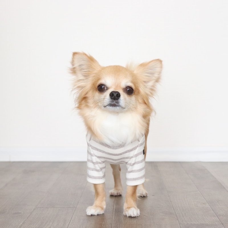 画像4: [完成品] スモーキーボーダーカットソー（セピア） (4)