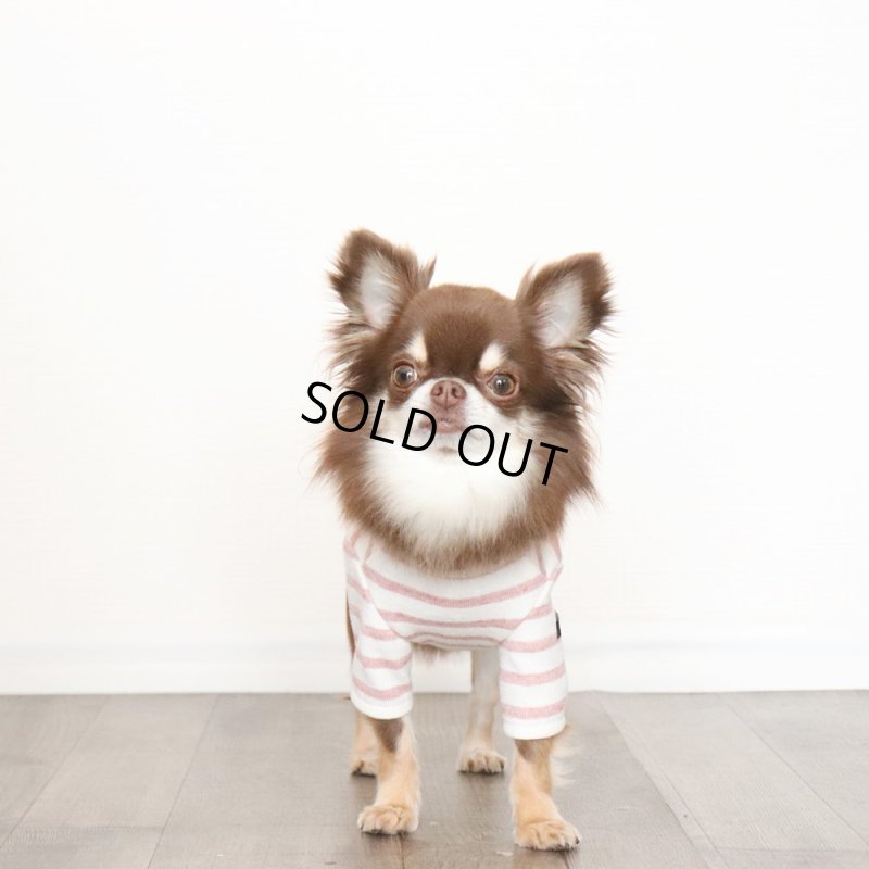 画像3: スモーキーボーダーカットソー（アプリコット） (3)