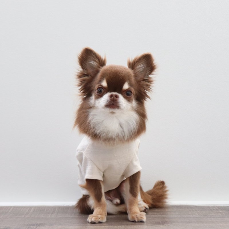 画像5: マルチスラブ生地のポケットつきTシャツ（生成り） (5)