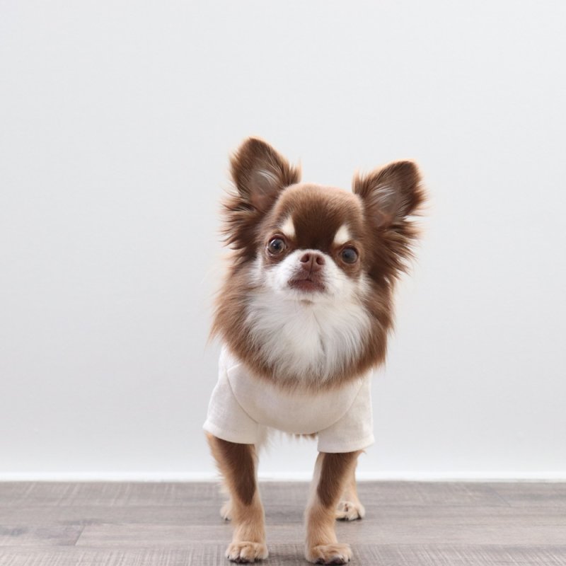 画像4: マルチスラブ生地のポケットつきTシャツ（生成り） (4)