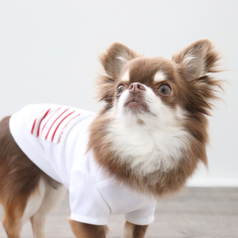 画像15: ボーダポケットつきTシャツ（ホワイト） (15)