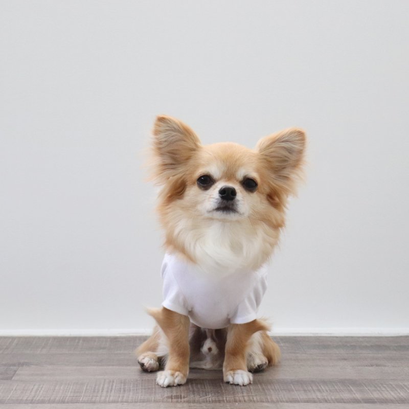 画像5: ボーダポケットつきTシャツ（ホワイト） (5)