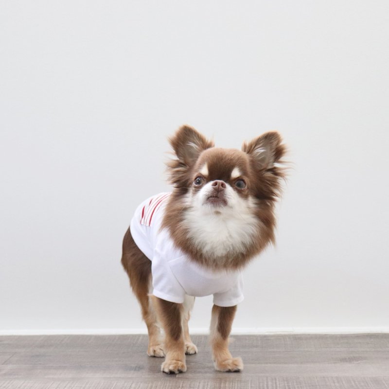 画像12: ボーダポケットつきTシャツ（ホワイト） (12)