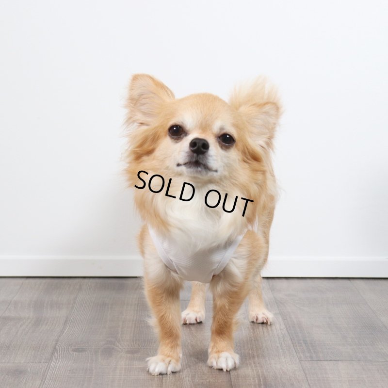 画像4: 夏に着る接触冷感でウェットクールなタンクトップ（ホワイト） (4)