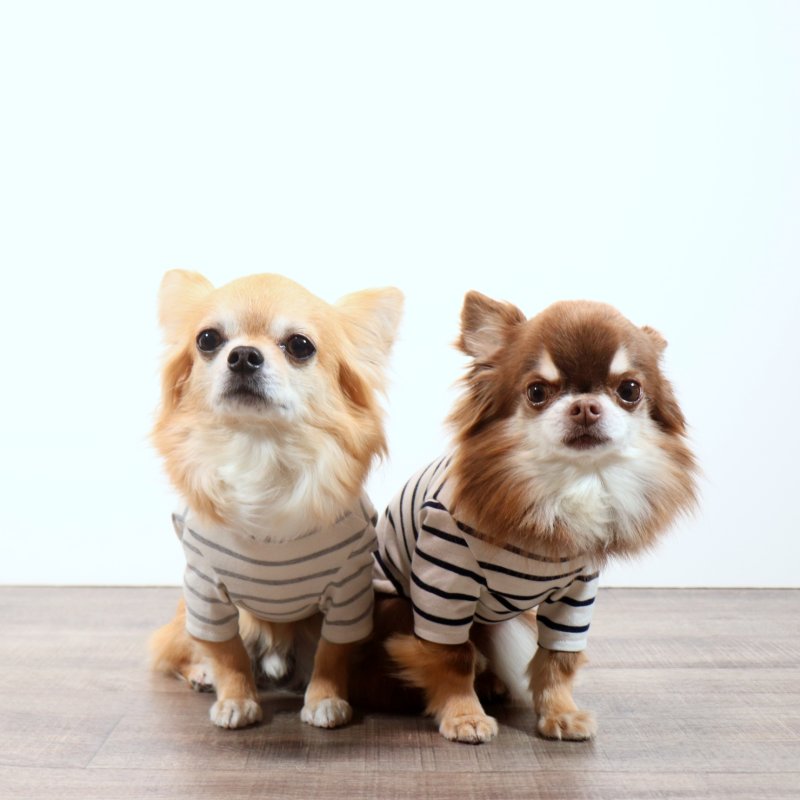 画像7: 薄手なボーダーカットソー（グレー×生成り） (7)