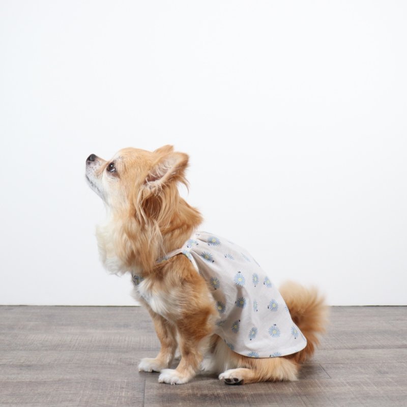 画像5: さわやかなマーガレット柄のキャミワンピース（ホワイト×ブルーマーガレット） (5)