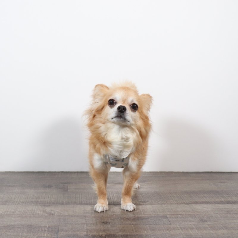 画像4: さわやかなマーガレット柄のキャミワンピース（ホワイト×ブルーマーガレット） (4)