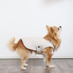 画像9: イージーウェア（イレギュラー）※お洋服が苦手なわんちゃんやシニアなわんちゃんにもおすすめです (9)