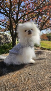 レビュー888-投稿画像1