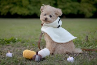 レビュー887-投稿画像1