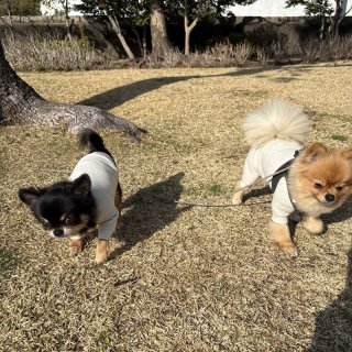 レビュー903-投稿画像2