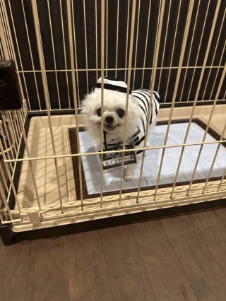 レビュー886-投稿画像1