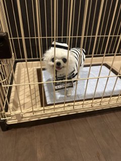 レビュー886-投稿画像1