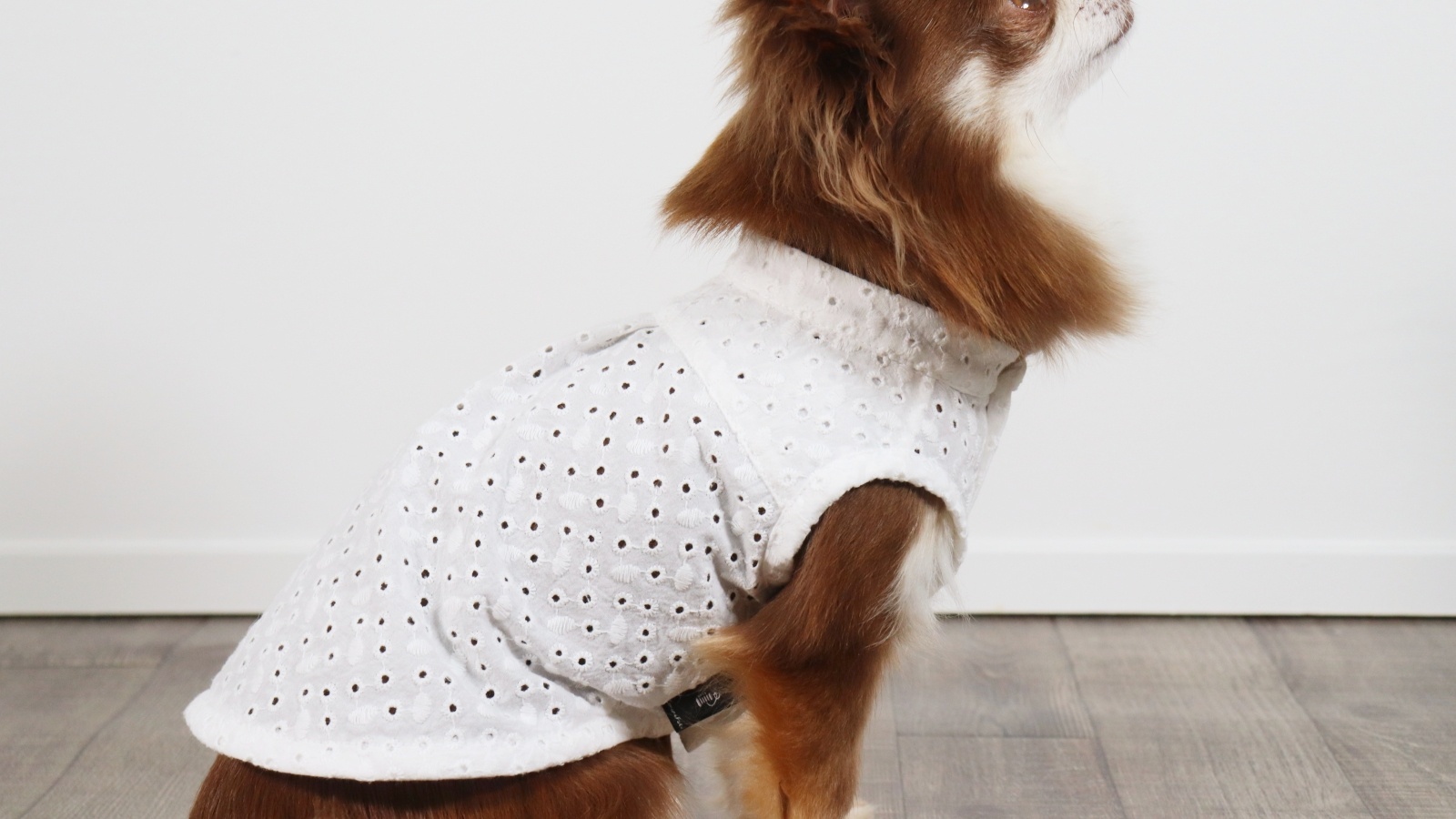 ki43ki43さま確認用☺︎わんこふく　犬服 317-3.jpg