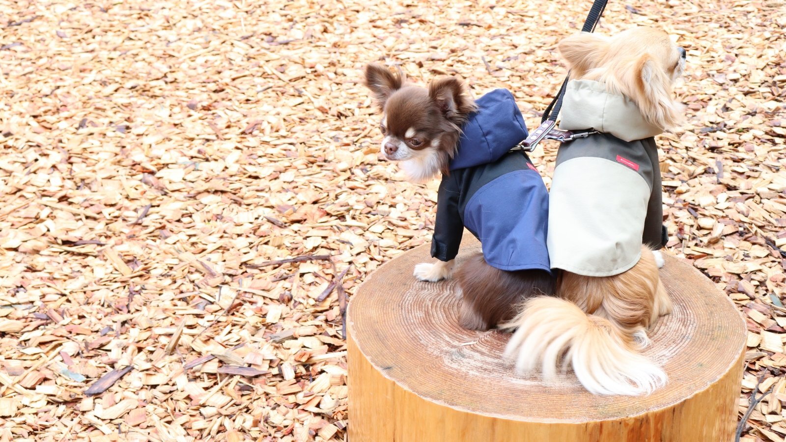 Naoさま確認用☺︎わんこふく　犬服 KAMEさま専用☺︎わんこふく 犬服 - 犬服・アクセサリー最 安 価格